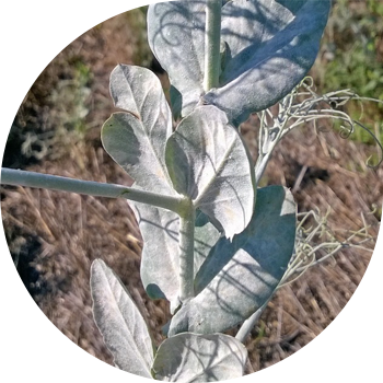 Буурчактын көгөрүп кетиши