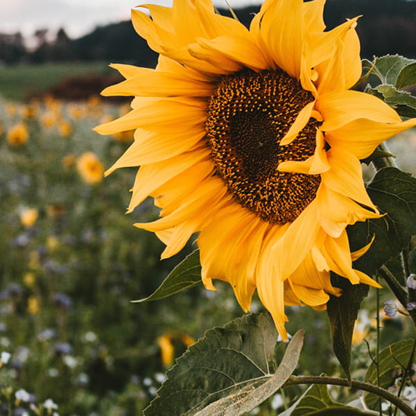 Айдалган эгиндерди себүү калькулятору