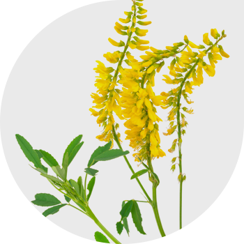 Донник лекарственный