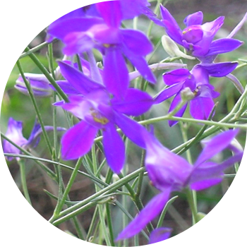 Ларкспур талаасы