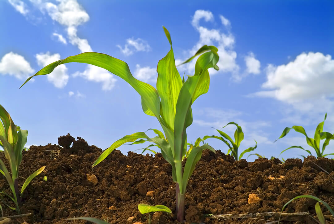 Гербицид каттоосун кеңейтүү Хакер 300