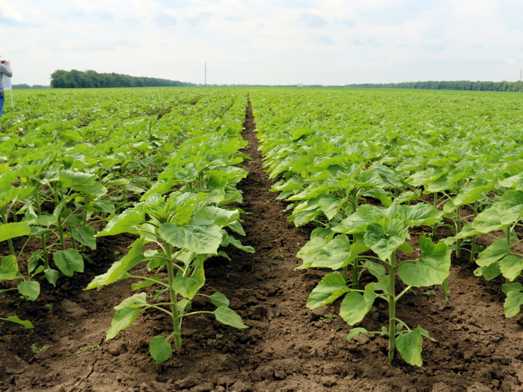 Жаңы күн карама коргоо схемалары