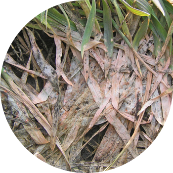 Кышкы фузариоз кардын көгөрүшү