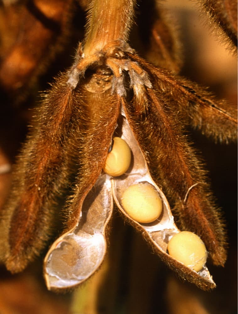 Семинар «Августа» для студентов Тимирязевки