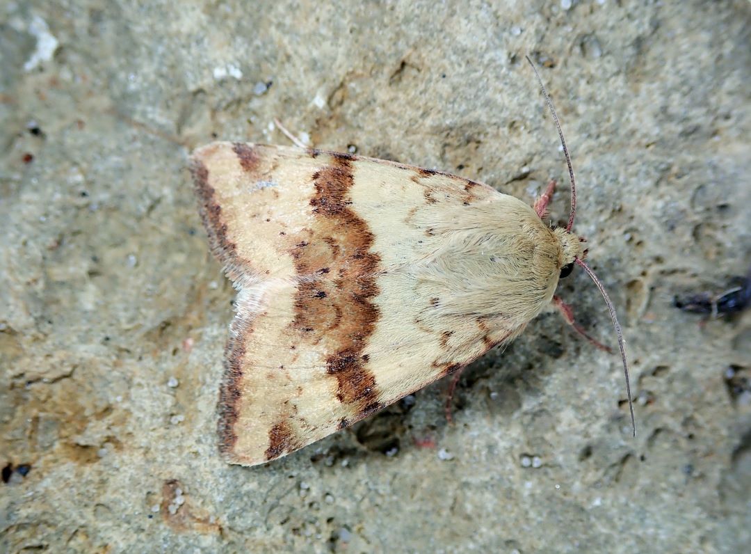 Люцерновая совка