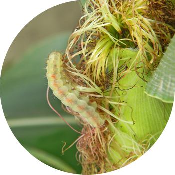 Пахта кашык