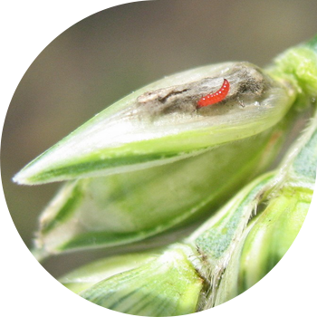 Буудайдын трипси