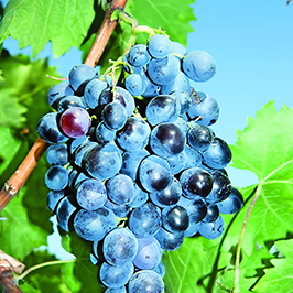 Жүзүмзарлар