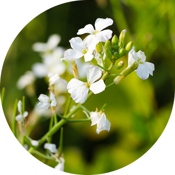 Жапайы чамгыр