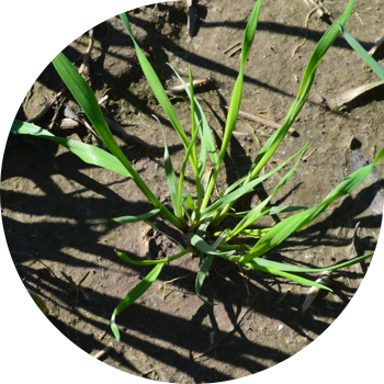 Метлицанын түрлөрү