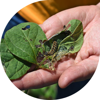 Репейное, же тикенектүү Ванесса