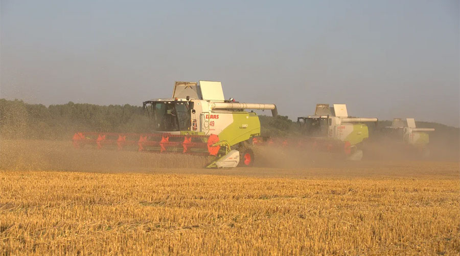 Климаттын өзгөрүшү түшүмгө кандай таасир этти жана гречка менен күн караманын баасы эмне болуп жатат: Айыл чарба сезонунун жыйынтыгы-2020