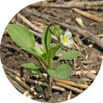 Фиалка талаасы