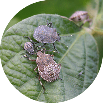 Күрөң мрамор катасы