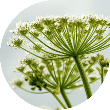 Бөрү Карагат