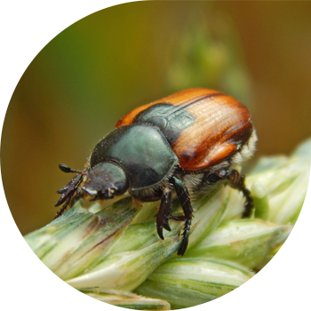 Кузька коңузу