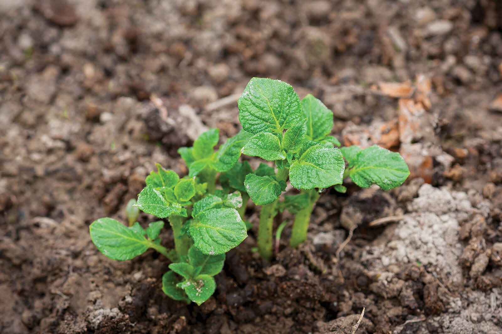 "Картошка" гербициди Лапис Лазули Ультра катталган!