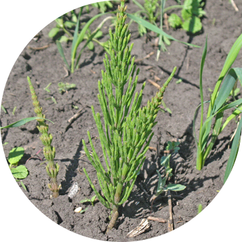 Жылкы куйругу