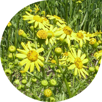 Кадимки Крестовник