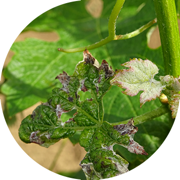 Жүзүм антракнозу