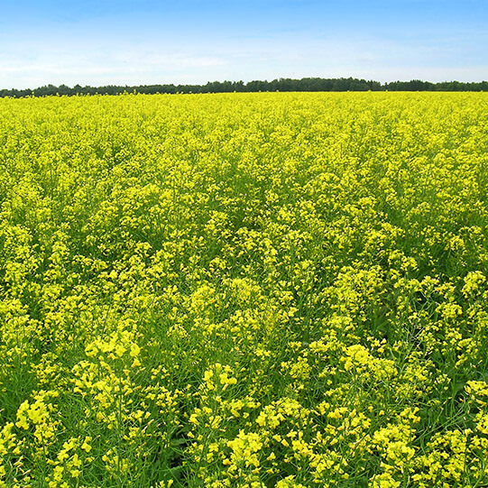 «Август-Лениногорск»
