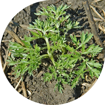 Кадимки эрмен