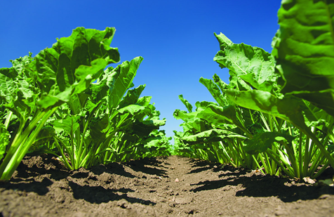 Как защитить сахар: специалисты «Августа» оценили состояние посевов сахарной свеклы