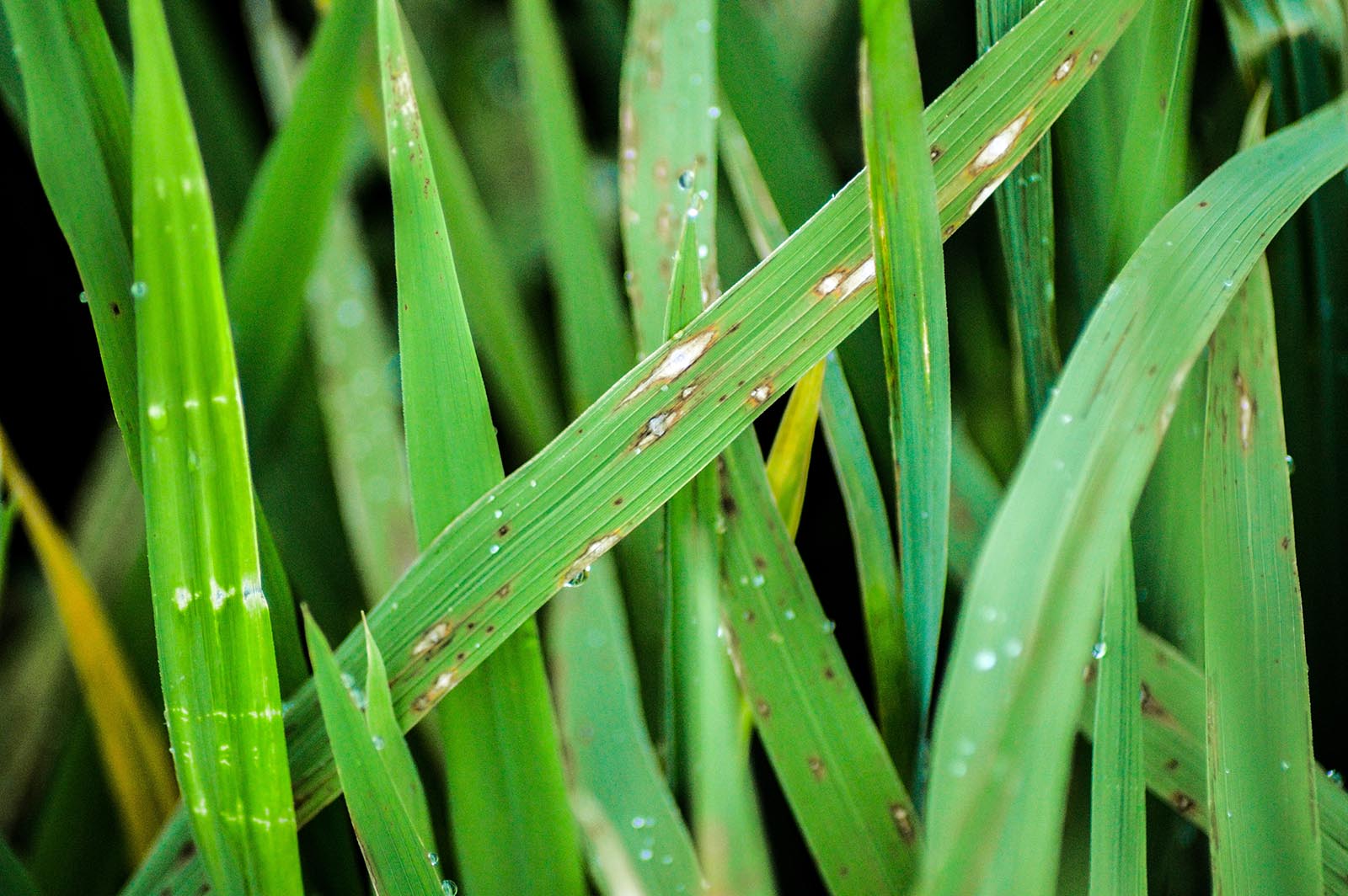 Күрүчтүн пирикуляриясы