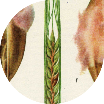 Уруктардын калыптанышы