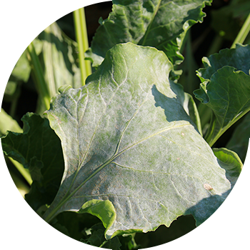 Кызылчанын порошогу