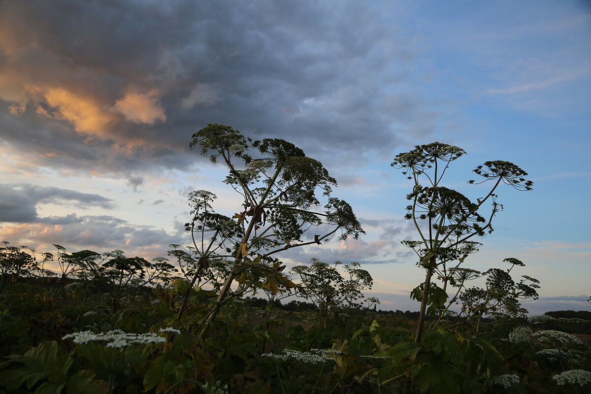 Борщевикке каршы "Августа" препараты калктуу конуштардын жерлеринде колдонуу боюнча демонстрациялык сыноолордо өзүнүн натыйжалуулугун көрсөттү