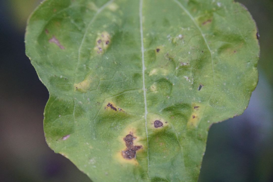 Күн карама септориозу