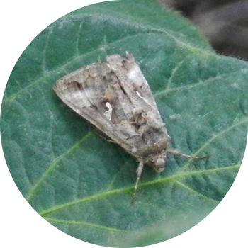 Кашык-гамма