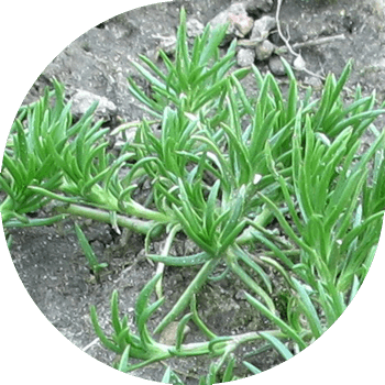 Талаа торгосу