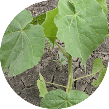 Теофрасттын Жип Ийрими