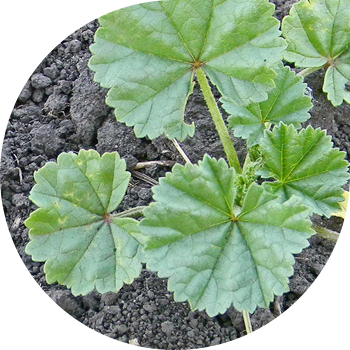 Скват Просвирник (тоголок жалбырактуу Холлихок)