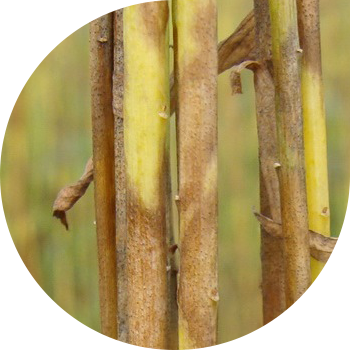 Зыгыр Пасмо