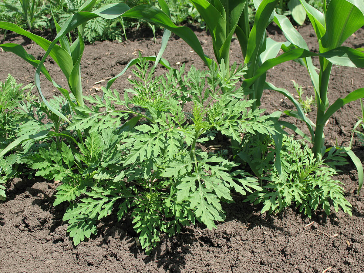 Амброзия витала: в «Августе» оценили динамику присутствия и угрозу самых распространенных в России карантинных объектов