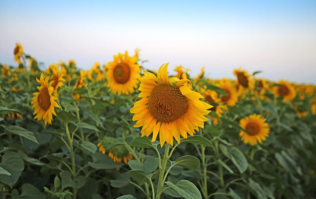 «Август-Муслюм»