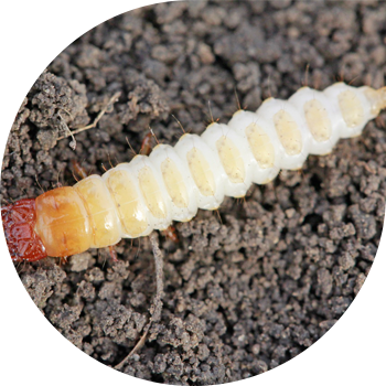 Нандын коңуздары