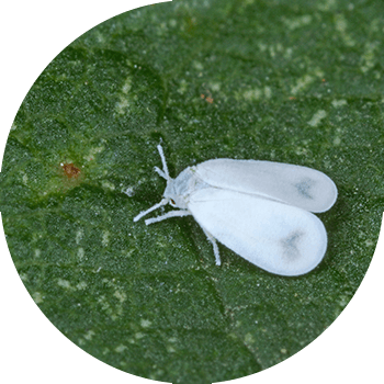 Күнөскана ак чымын