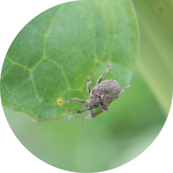 Капустанын сабагы уурдыкботник