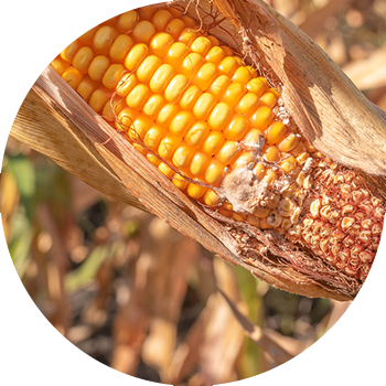 Жүгөрү кобунун фузариозу