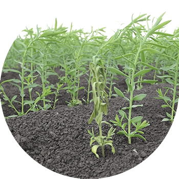 Зыгыр фузариозу (көбүнчө Патоген Хочки. f. Lini Bilai)