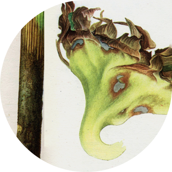 Күн караманын чириги