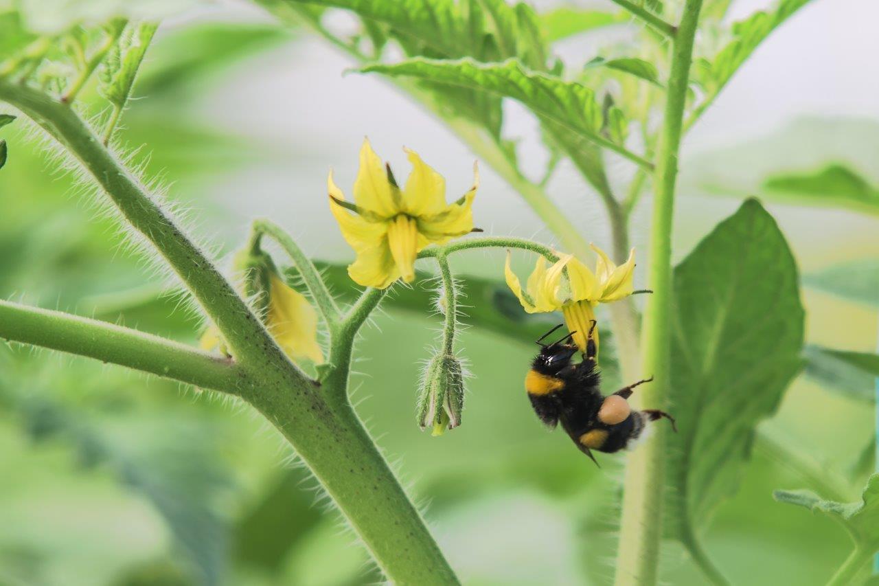 Зарегистрирован новый биоинсектоакарицид!