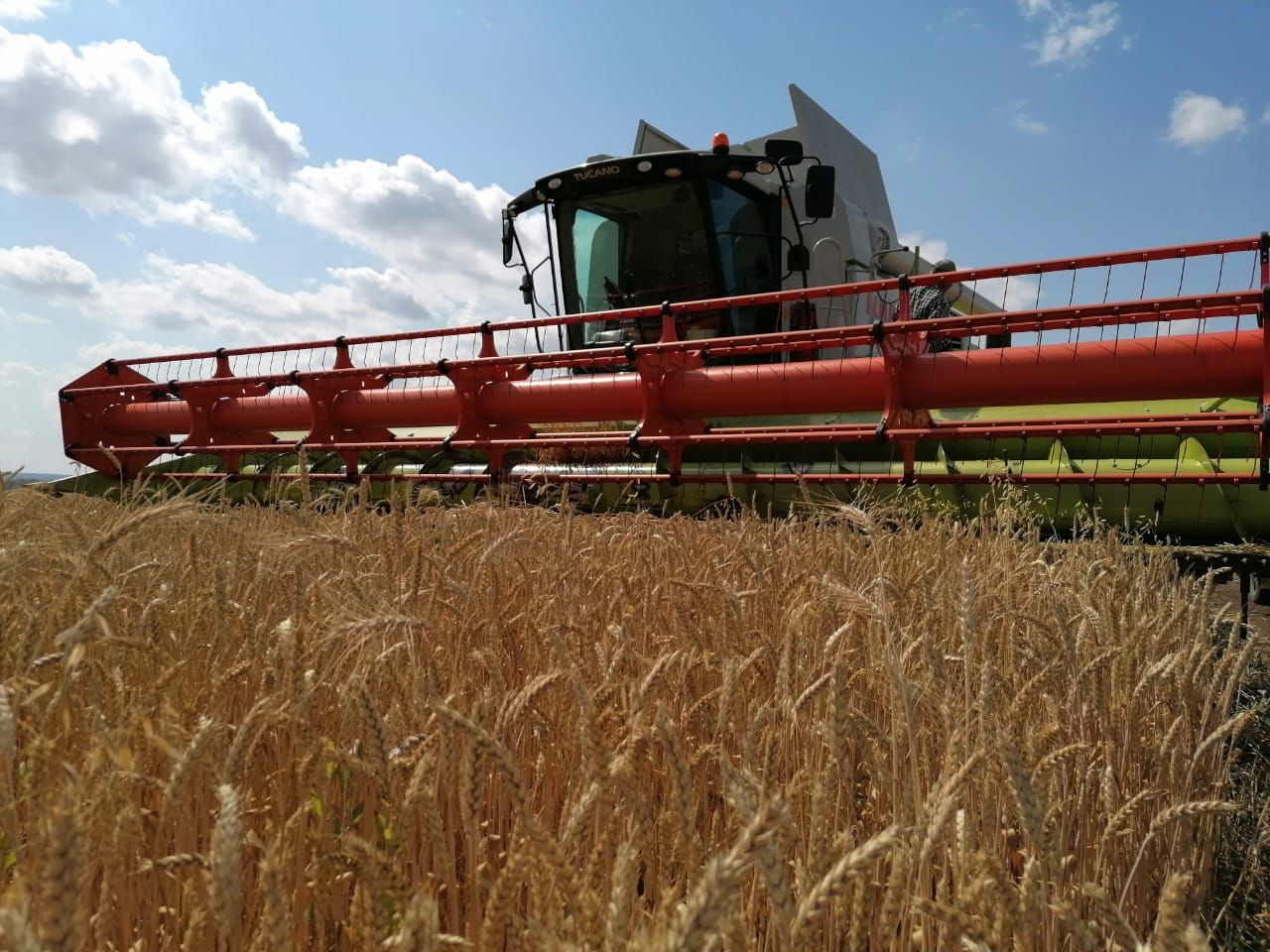 2022-жылдын жыйынтыгы боюнча "Август-Агро" Кылмыш-жаза кодексинин чарбаларындагы түшүмдүн көлөмү 500 миң тонна болушу күтүлүүдө