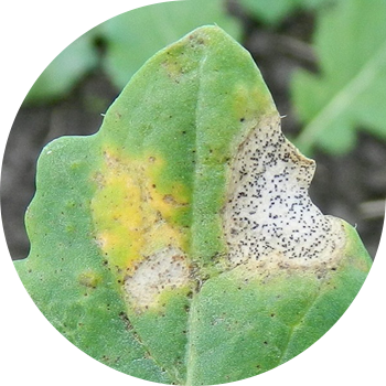 Рапстын фомозу