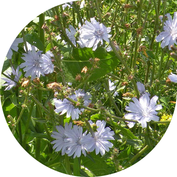 Кадимки Цикорий