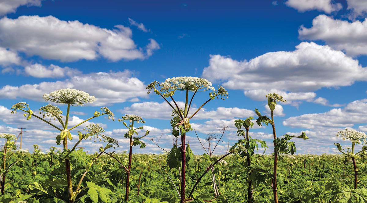 Заманбап техникалар хогвидге каршы чыгымдарды бир нече эсе азайта алат